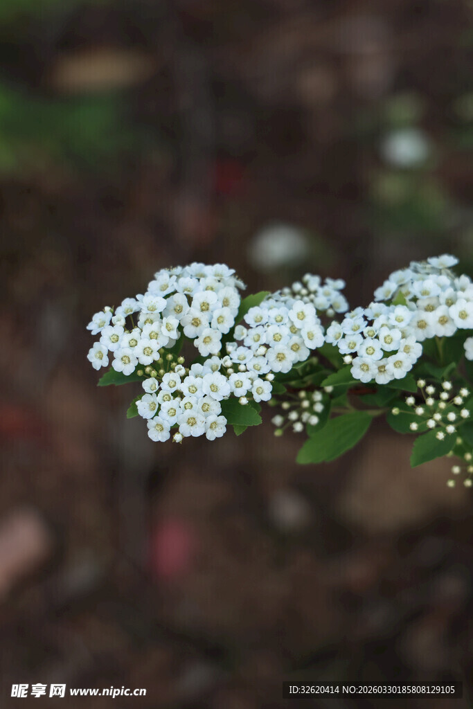 白色小花绽放于绿叶间