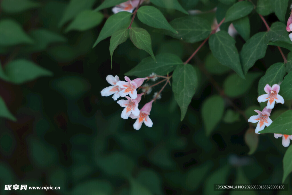 枝头白色小花绽放