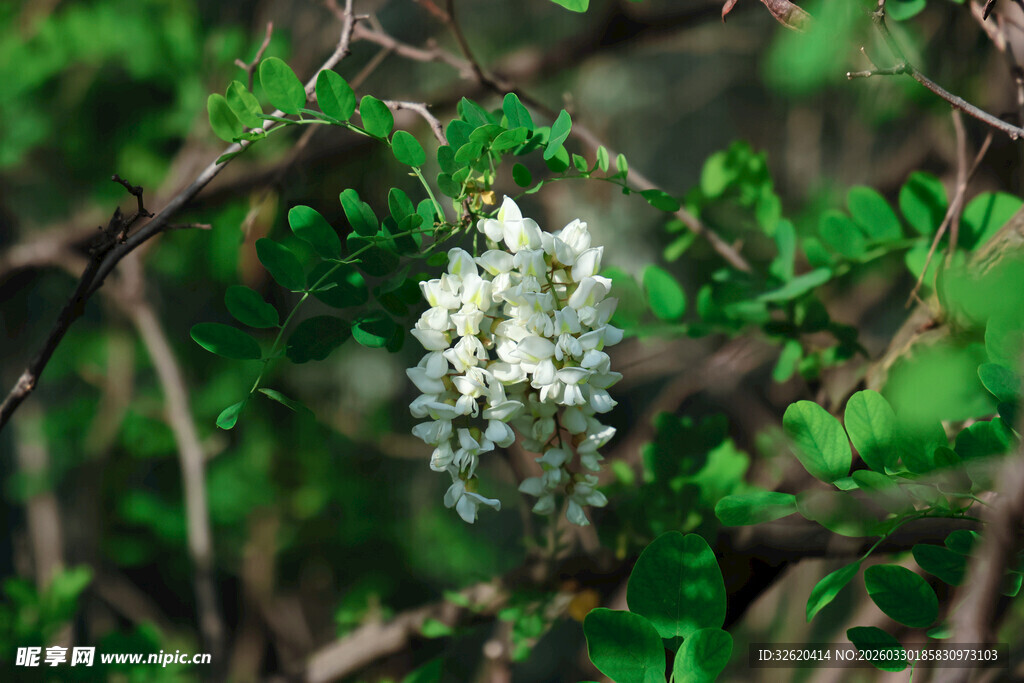 枝头绽放的白色小花