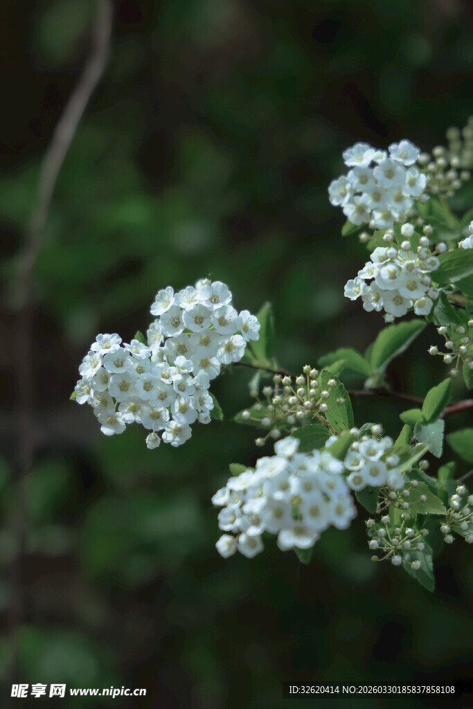 白色小花绽放于绿叶间