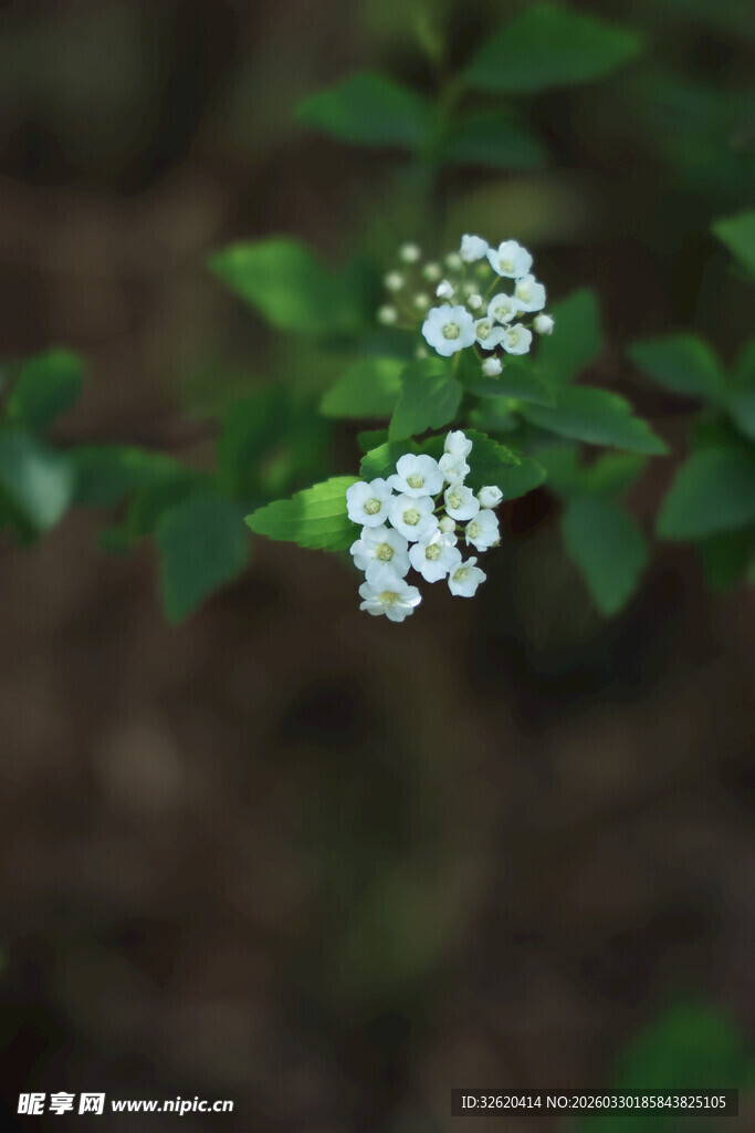 白色小花在绿叶间绽放
