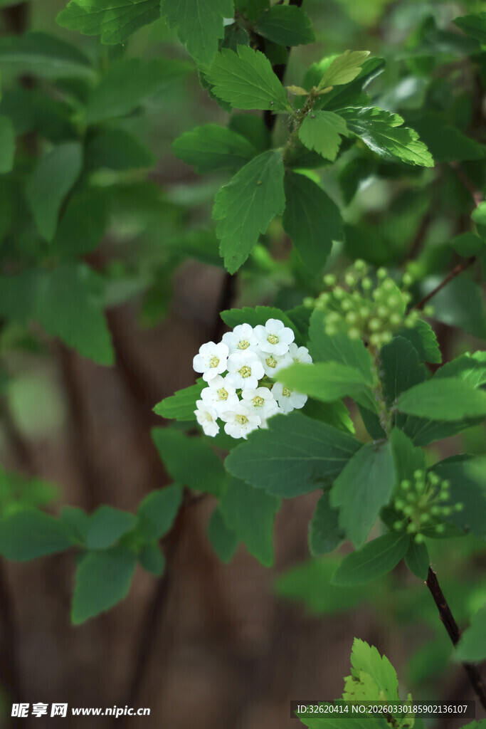 白色小花绽放绿叶间