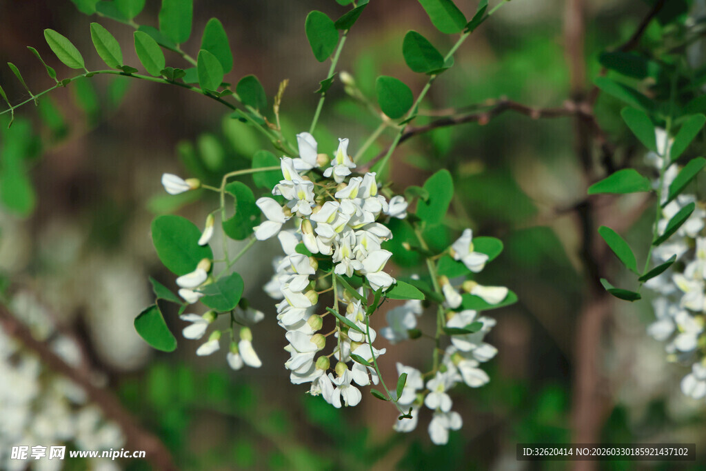洁白素雅的洋槐花