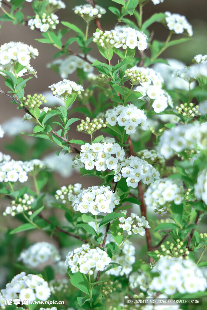 白色小花簇拥的繁茂植物