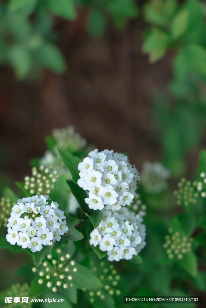 白色小花绽放绿意间