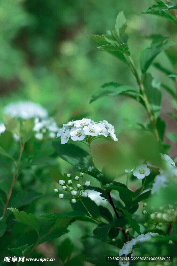 绿叶间的白色小花绽放
