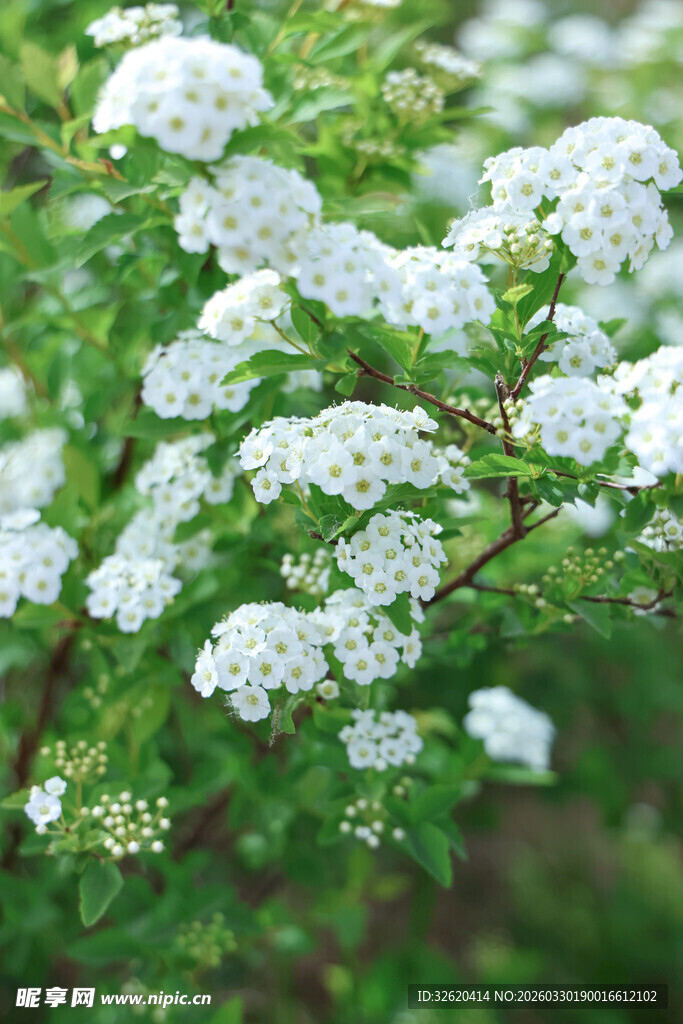 白色繁花绽放的翠绿枝头