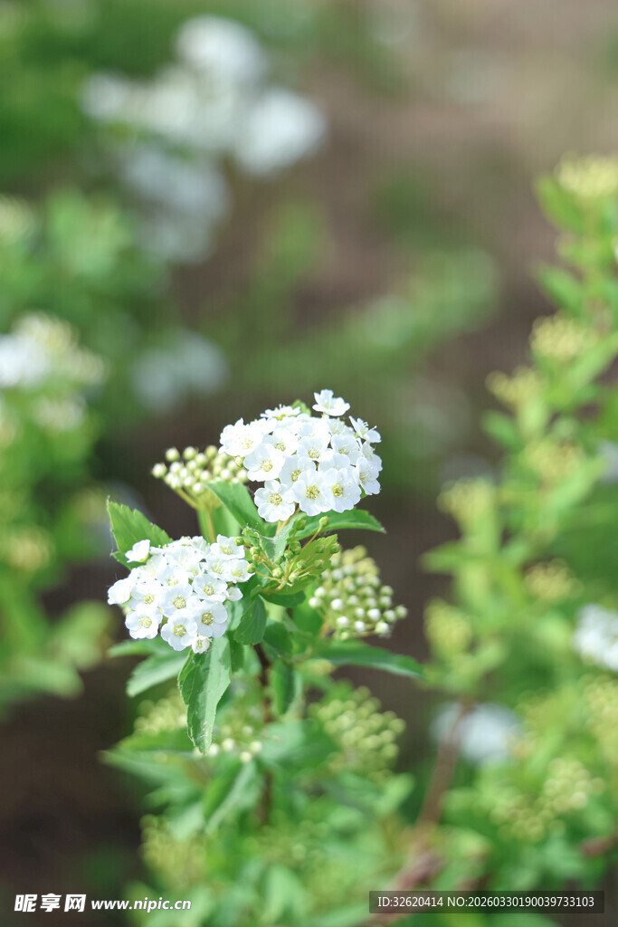 白色小花绽放于绿叶间