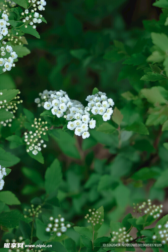 白色小花绽放于绿叶间