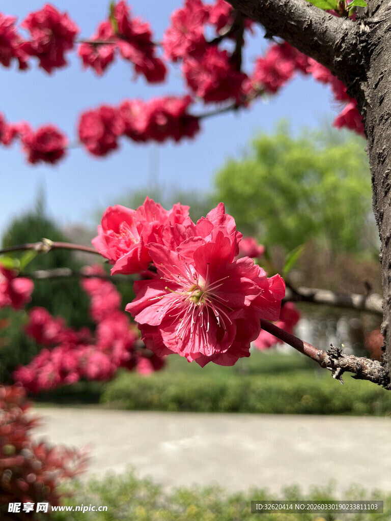 枝头绽放的艳丽红花朵