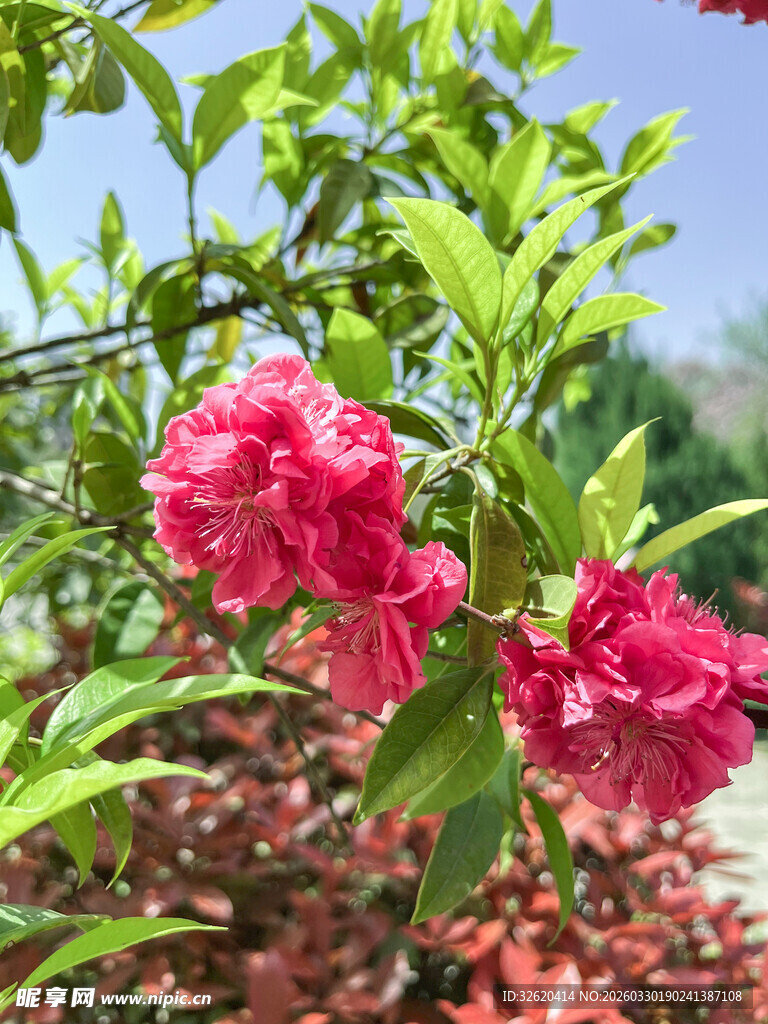 娇艳绽放的红色花卉