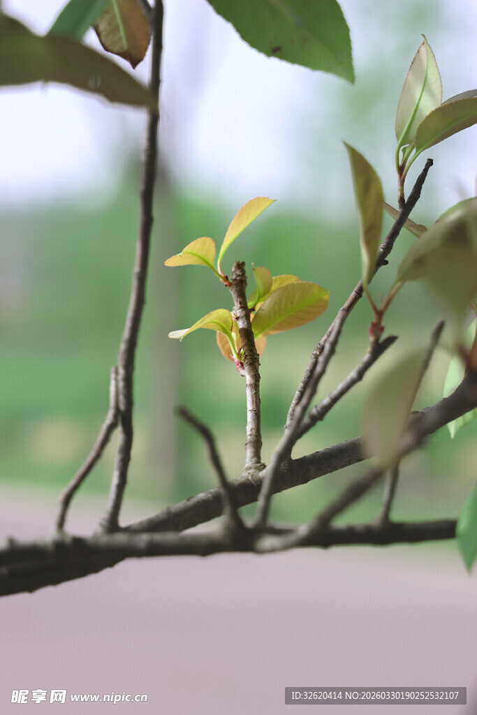 枝头嫩叶初绽