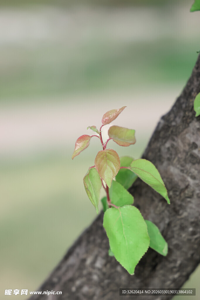 枝头嫩绿新叶初绽