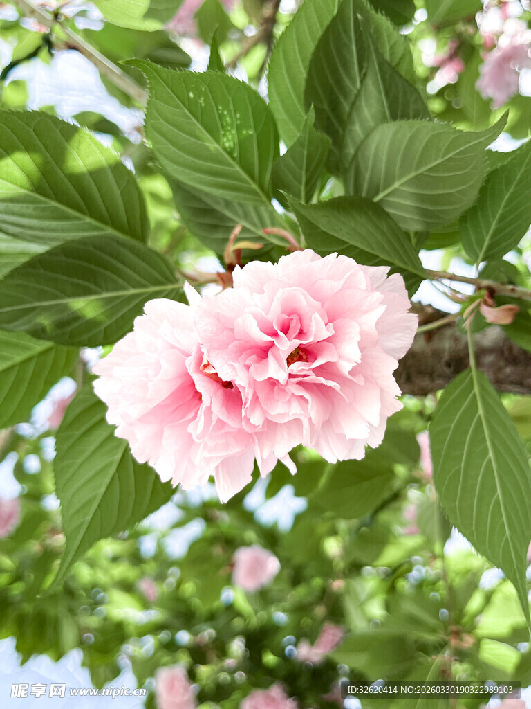 娇艳粉色花绽放绿叶间