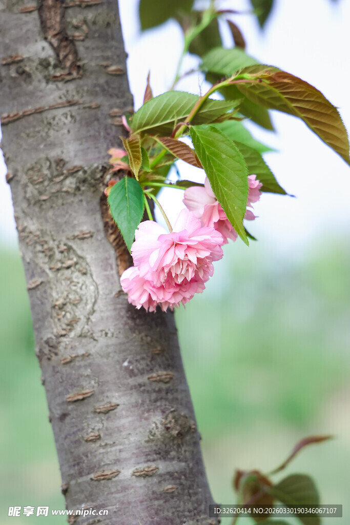 枝头绽放的娇艳樱花