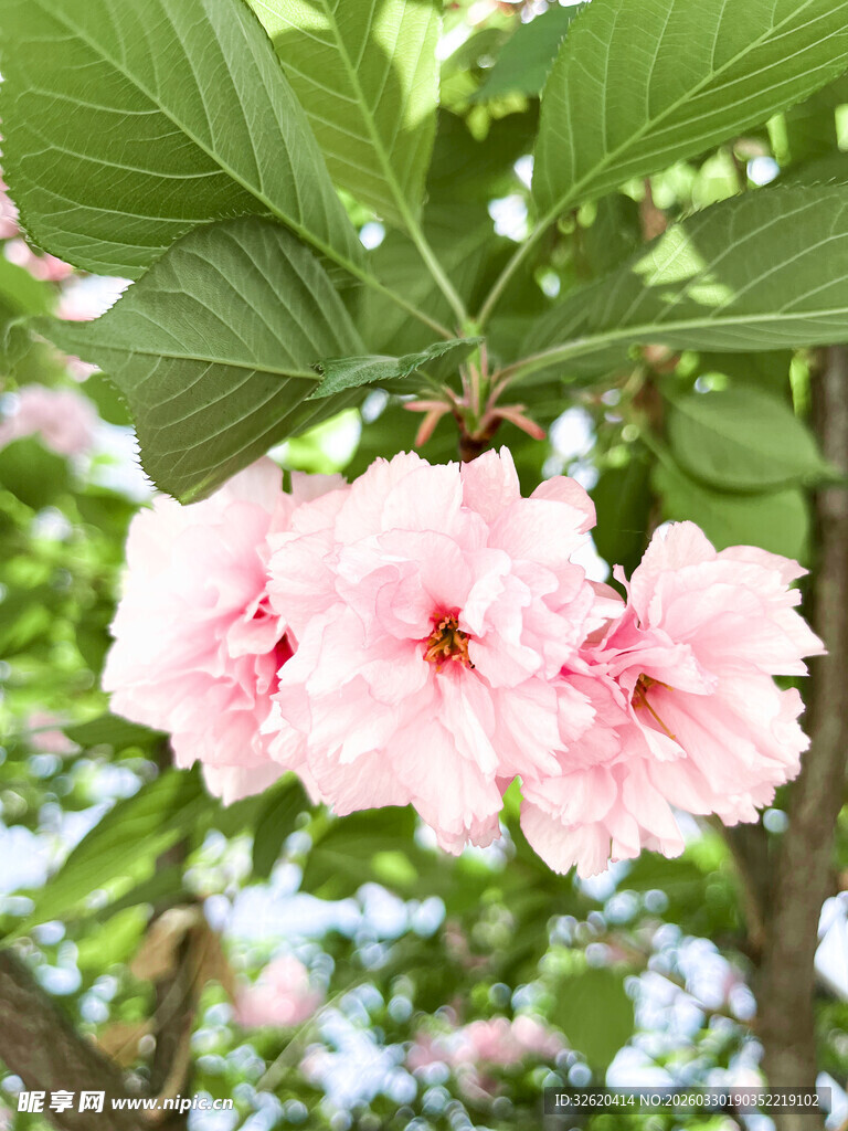 枝头绽放的粉嫩美丽花朵