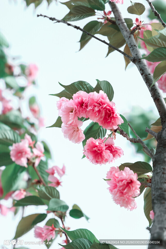 娇艳盛开的粉色繁花