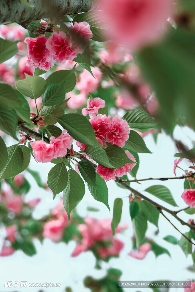 枝头绽放的娇艳粉色花朵