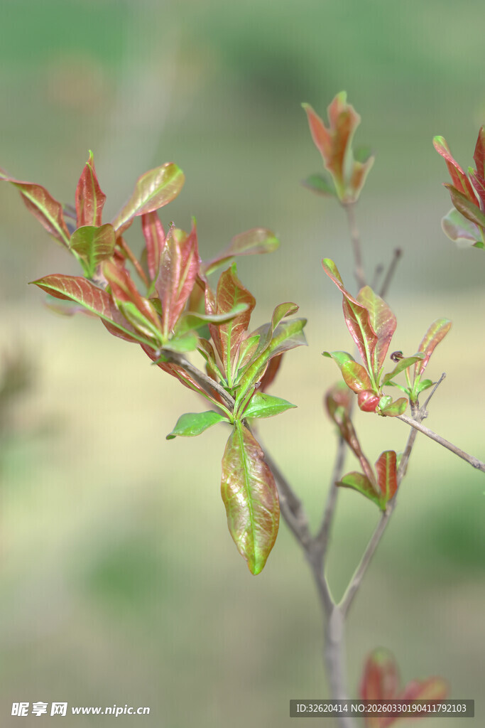 嫩绿新叶枝头绽放