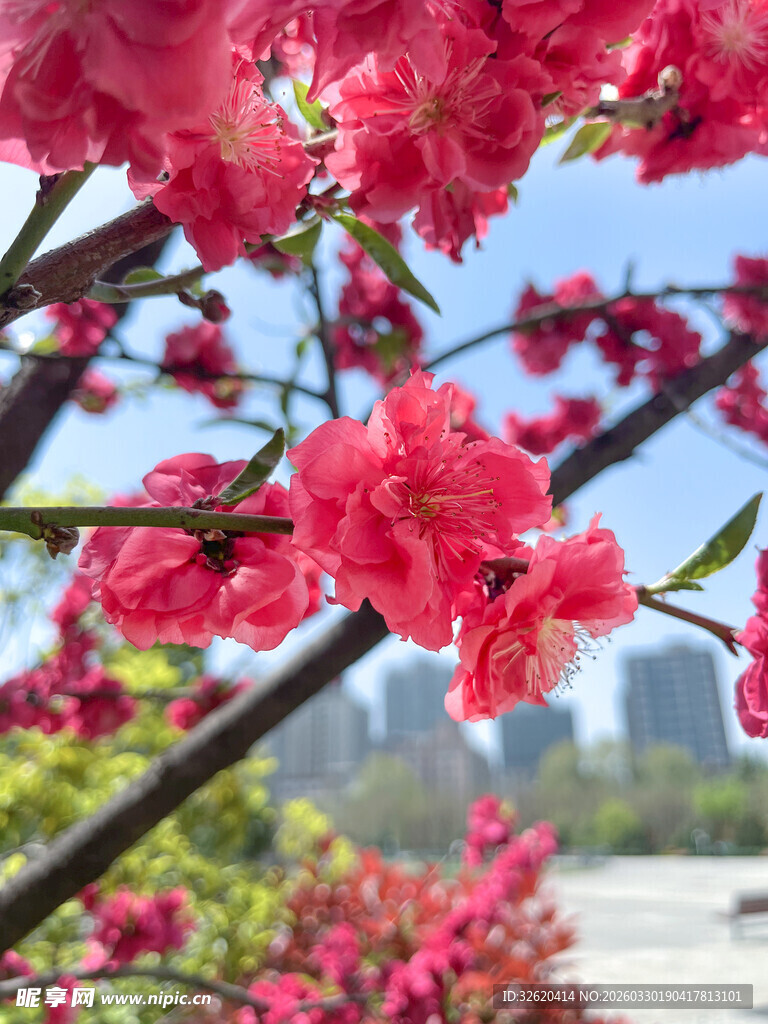 枝头绽放的艳丽红桃花