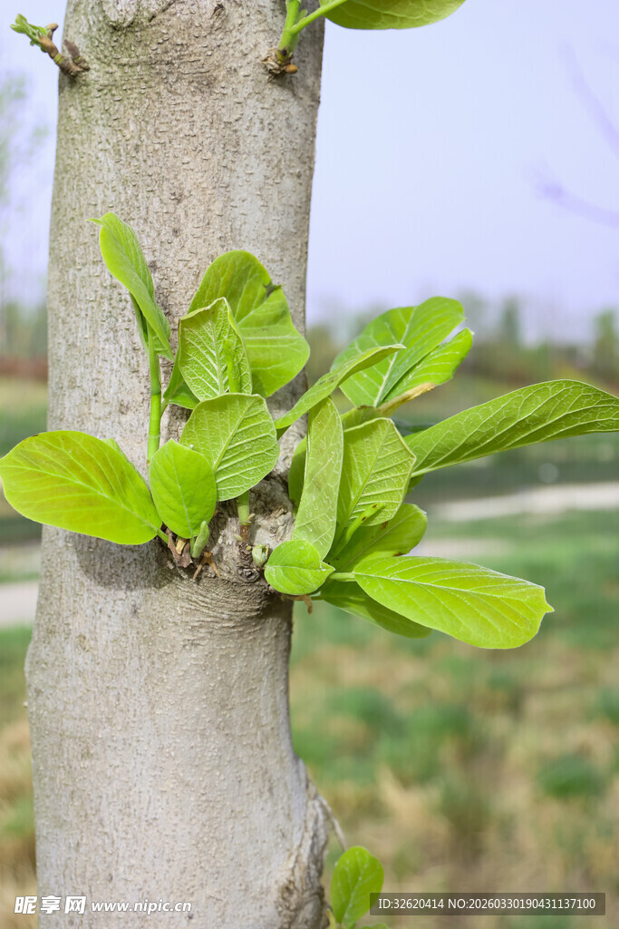 树干上新发的嫩绿叶片