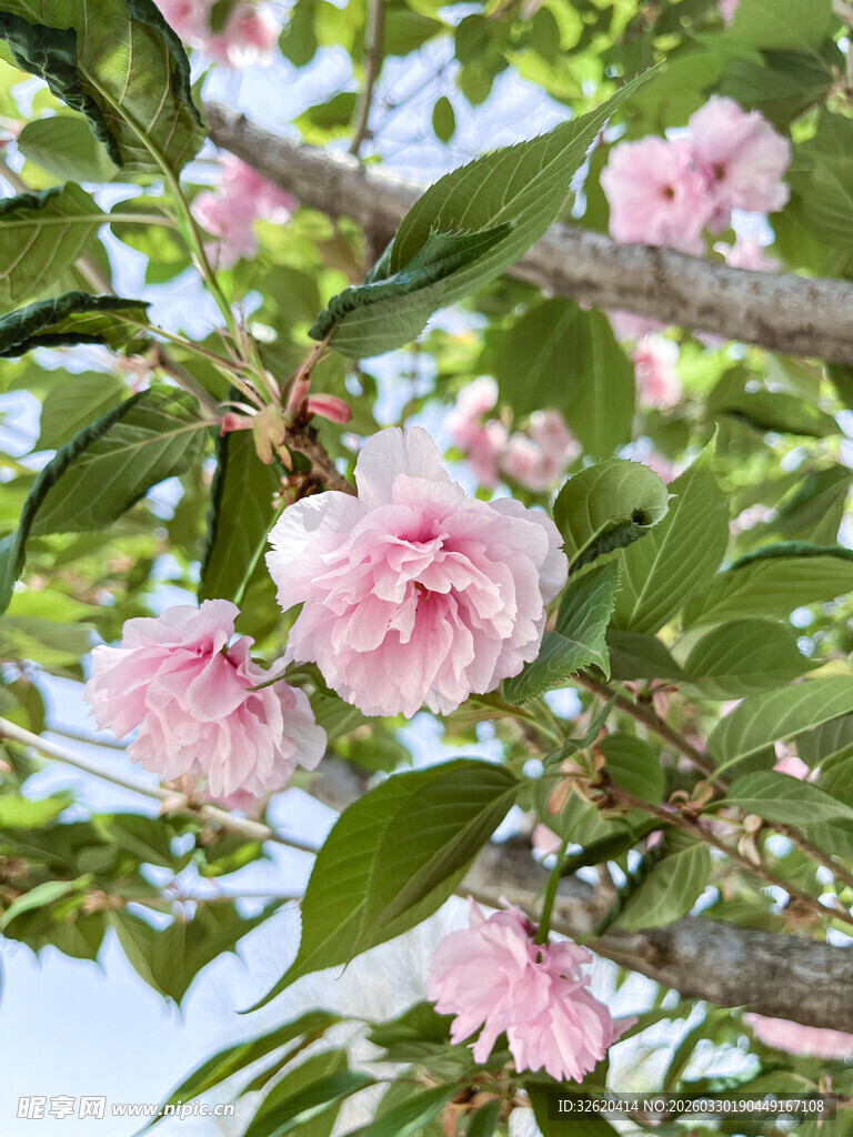 枝头绽放的粉嫩山茶花