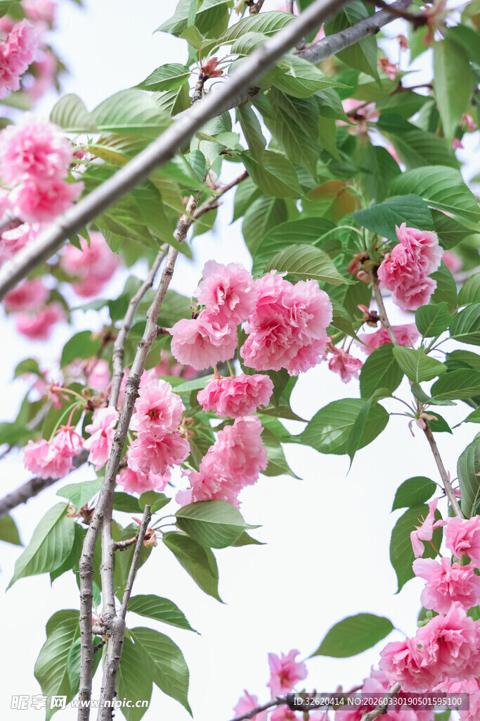 枝头绽放的娇艳粉色花朵