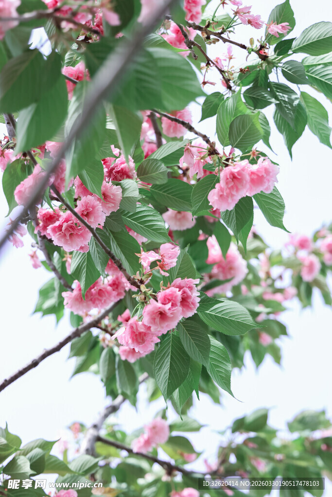 枝头绽放的粉嫩海棠花