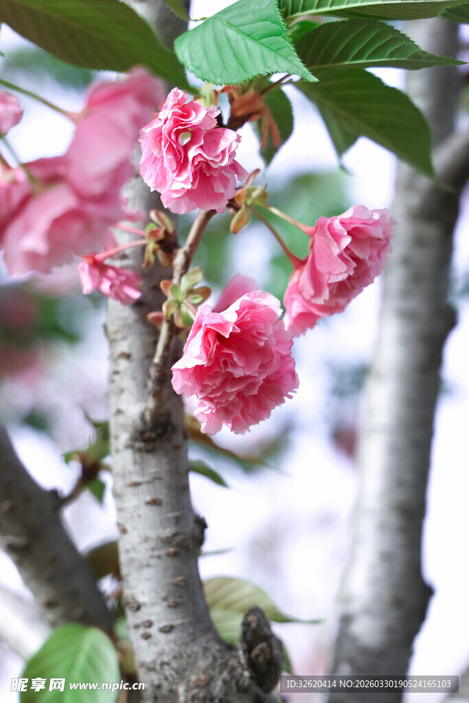 娇艳绽放的粉嫩樱花