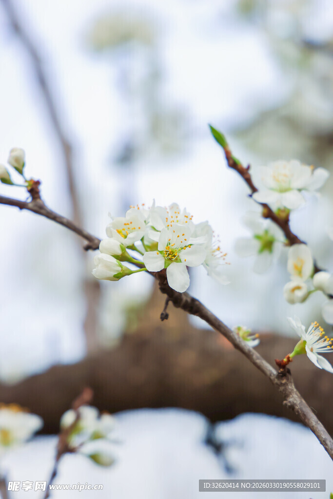 枝头绽放的洁白春花