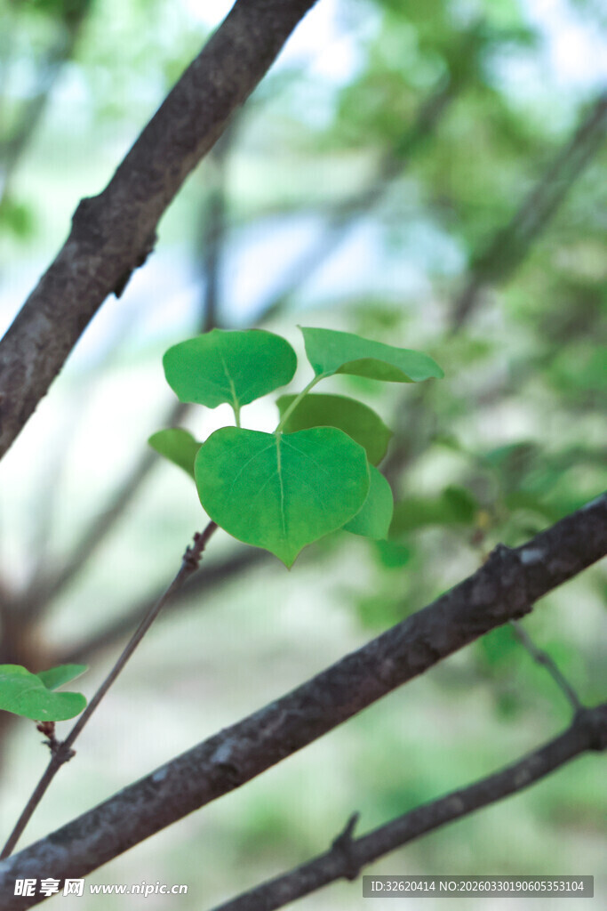 嫩绿枝叶展现自然生机