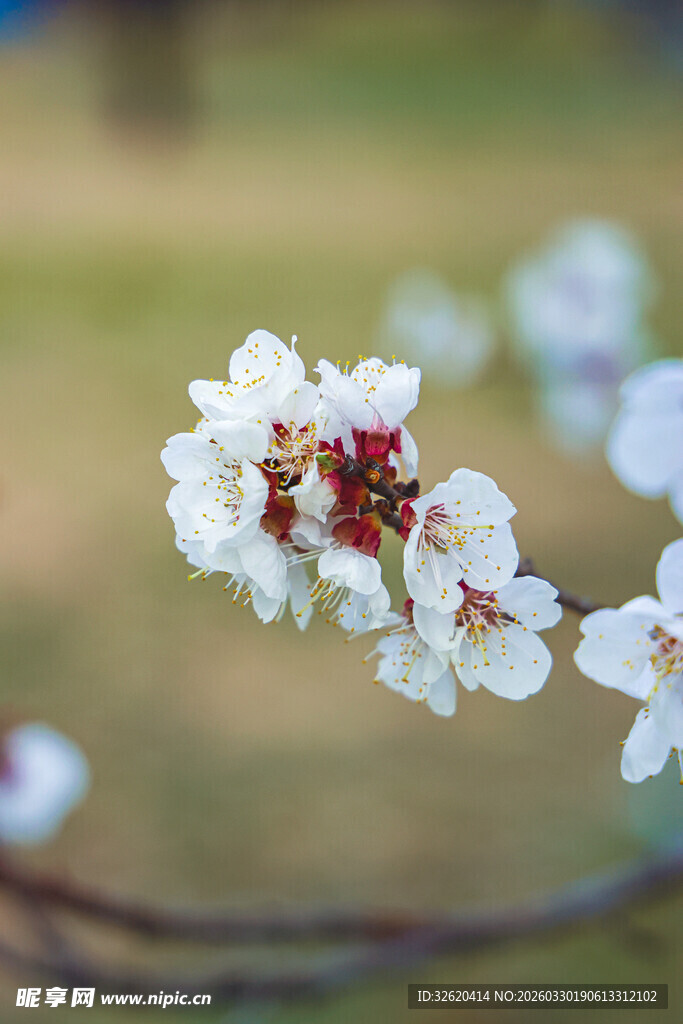 枝头绽放的洁白杏花