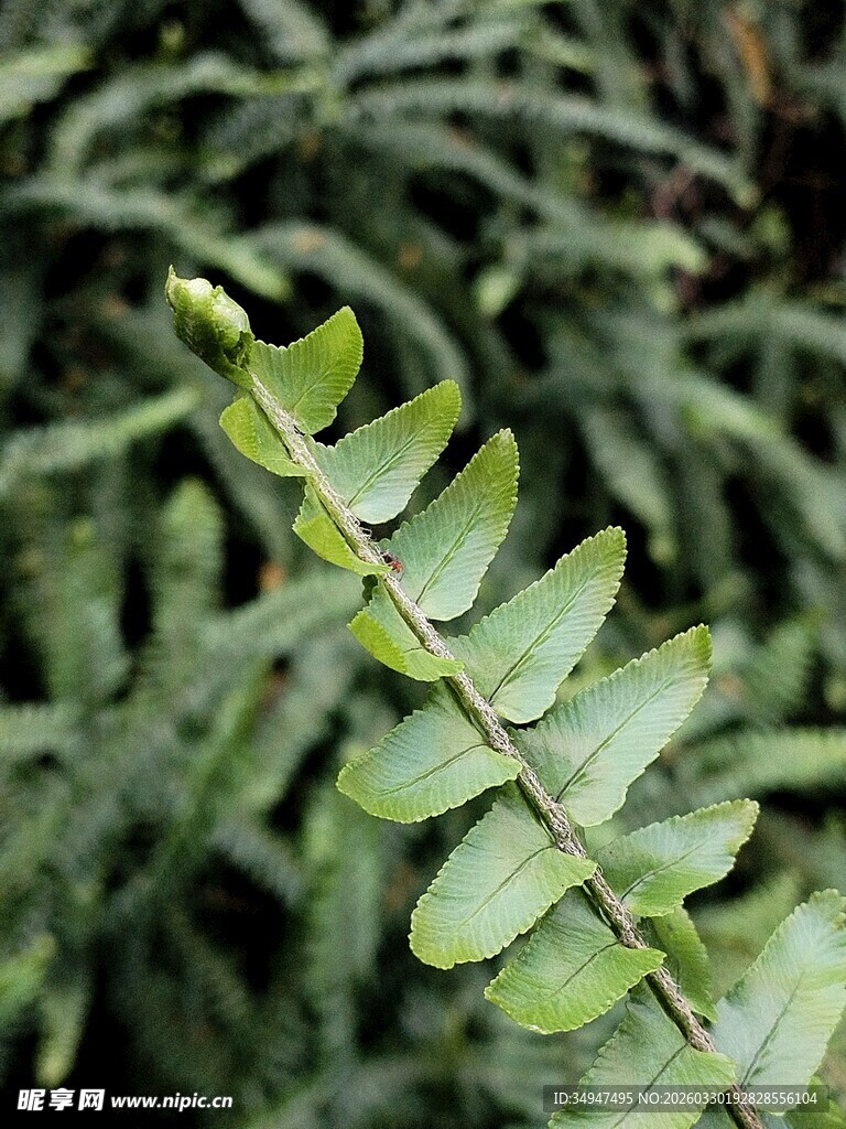 植物的特写叶片