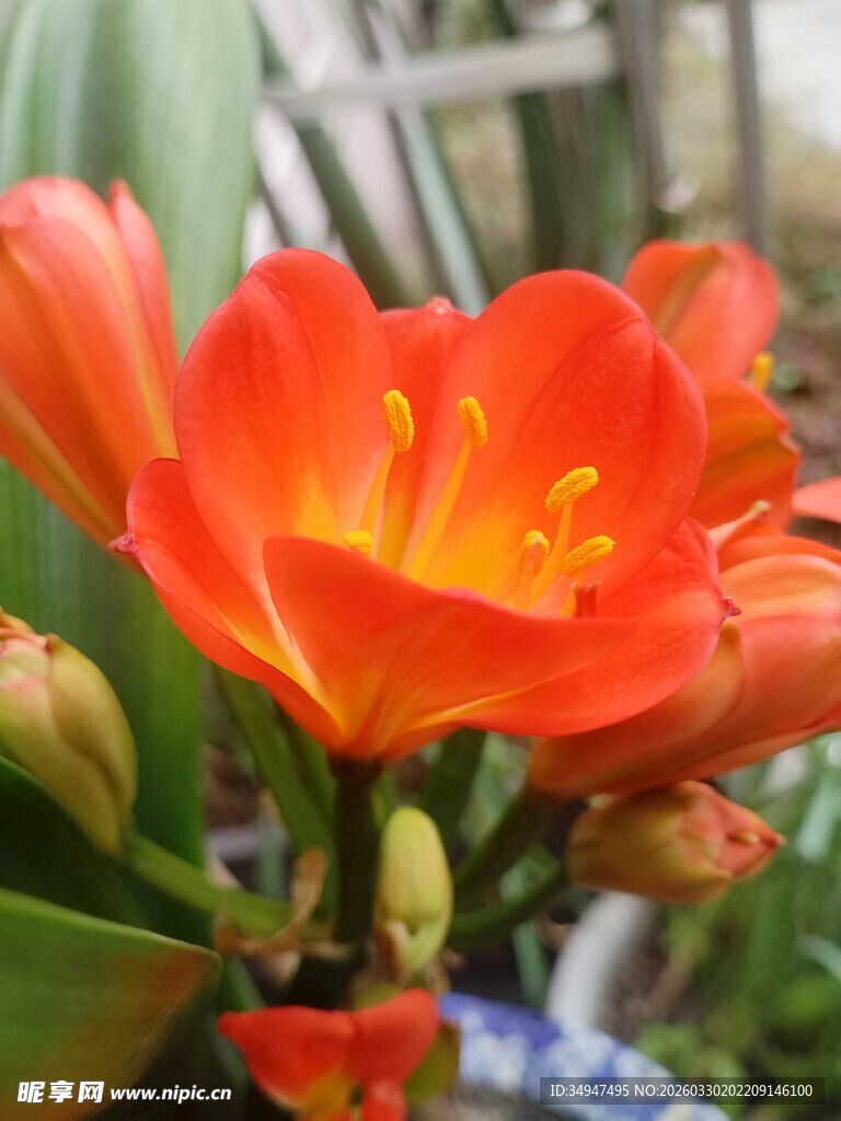 鲜艳君子兰绽放