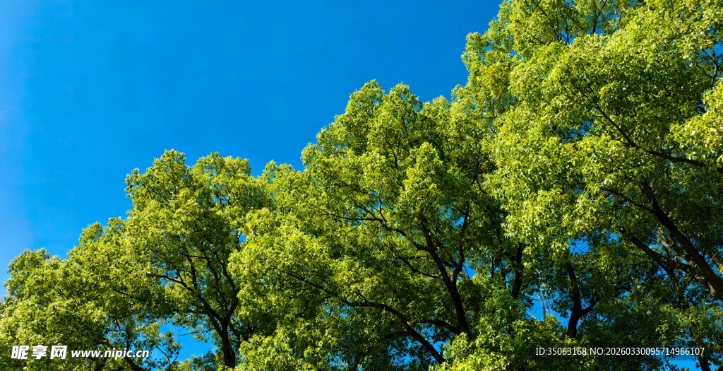 蓝天绿树清新自然景致