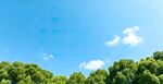 蓝天绿树美景