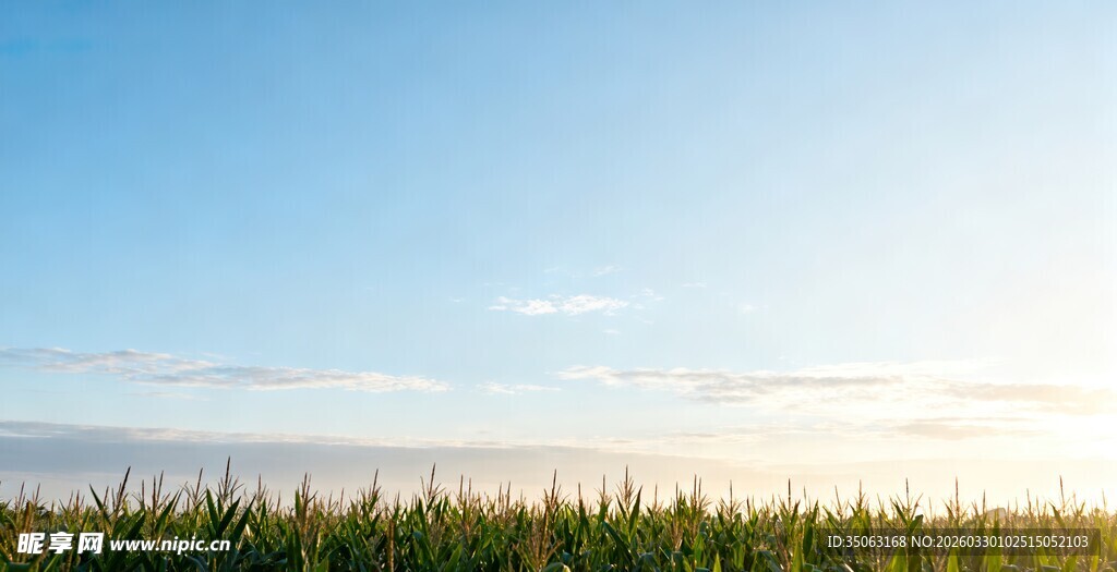 阳光下的青青草地