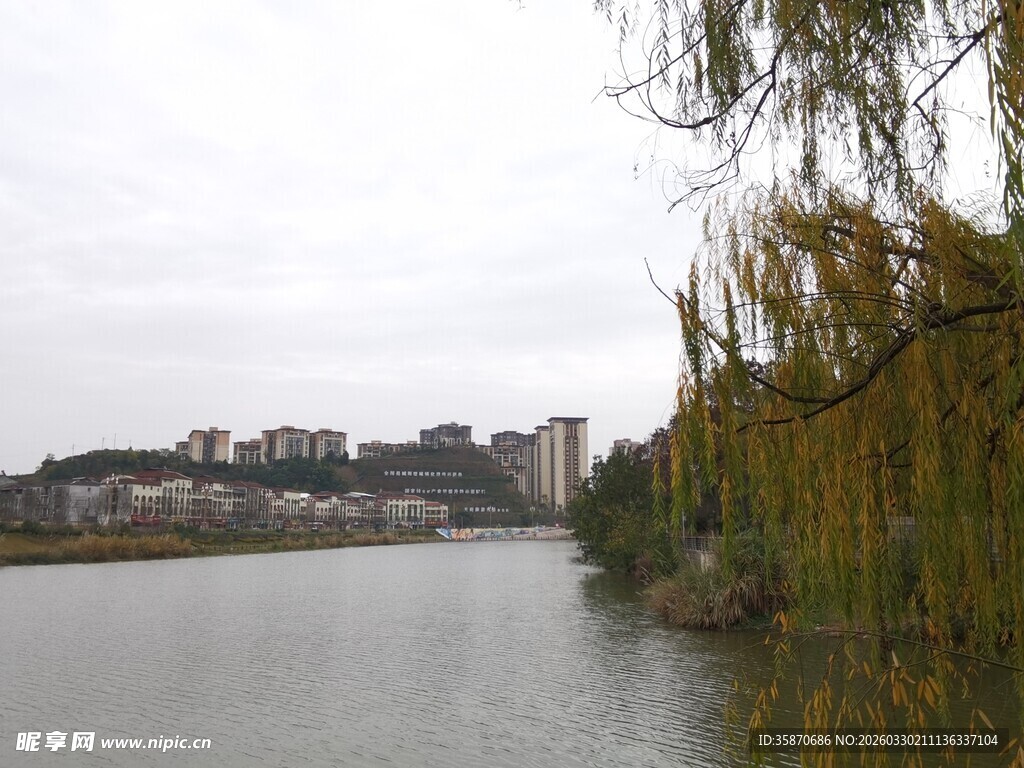 湖畔垂柳与远处建筑景观