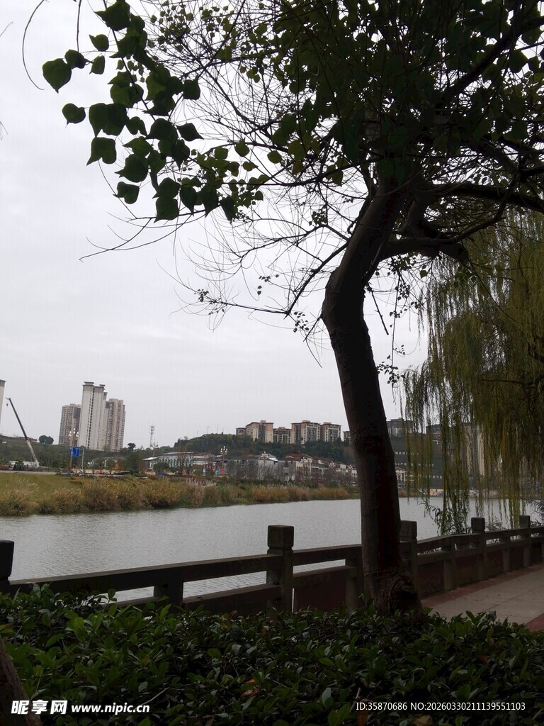 河畔垂柳与远处城市风景