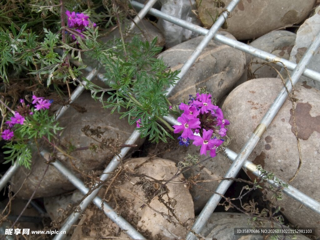 石缝间绽放的紫色小花