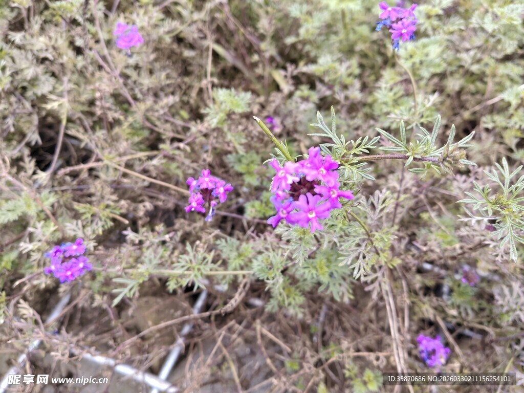 紫色绽放的美丽牵牛花