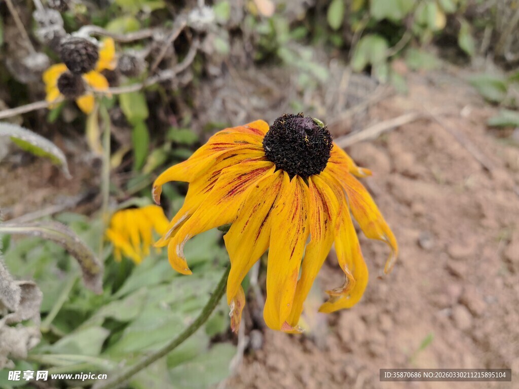 黄色黑心菊特写