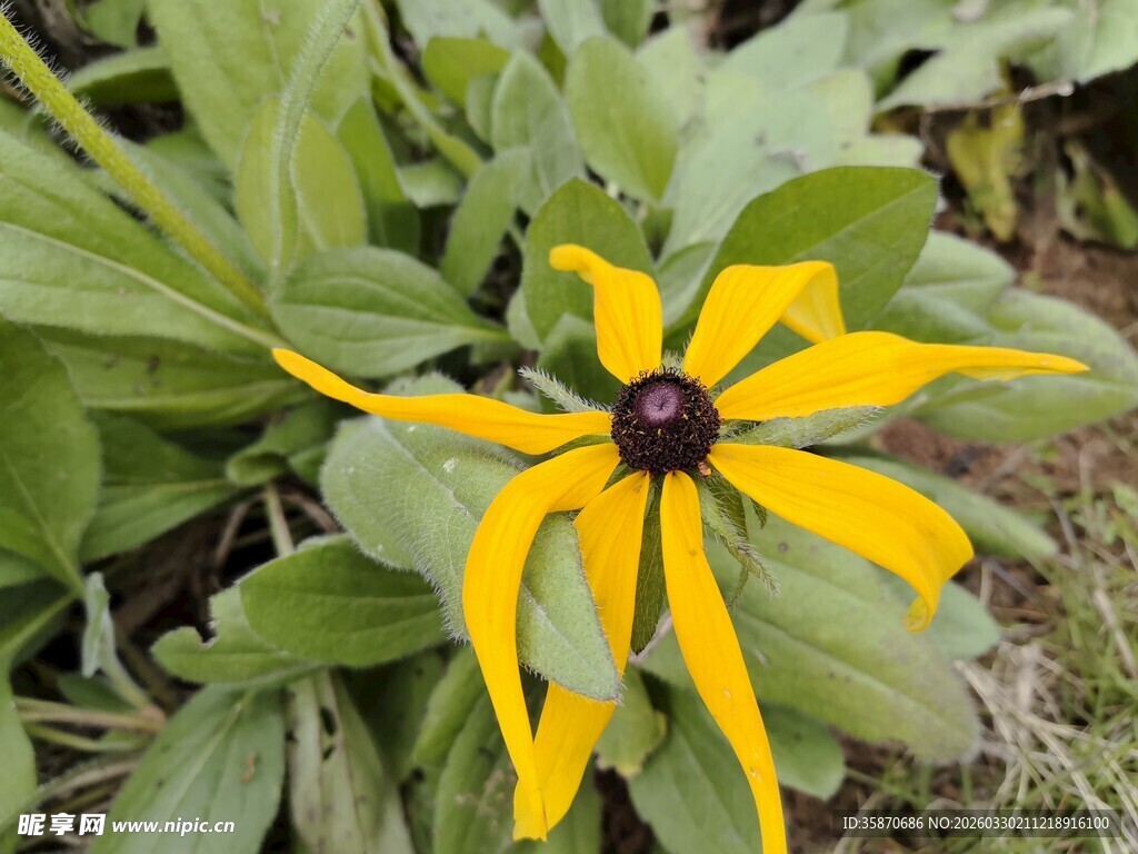 黄色黑心菊绽放于绿叶间