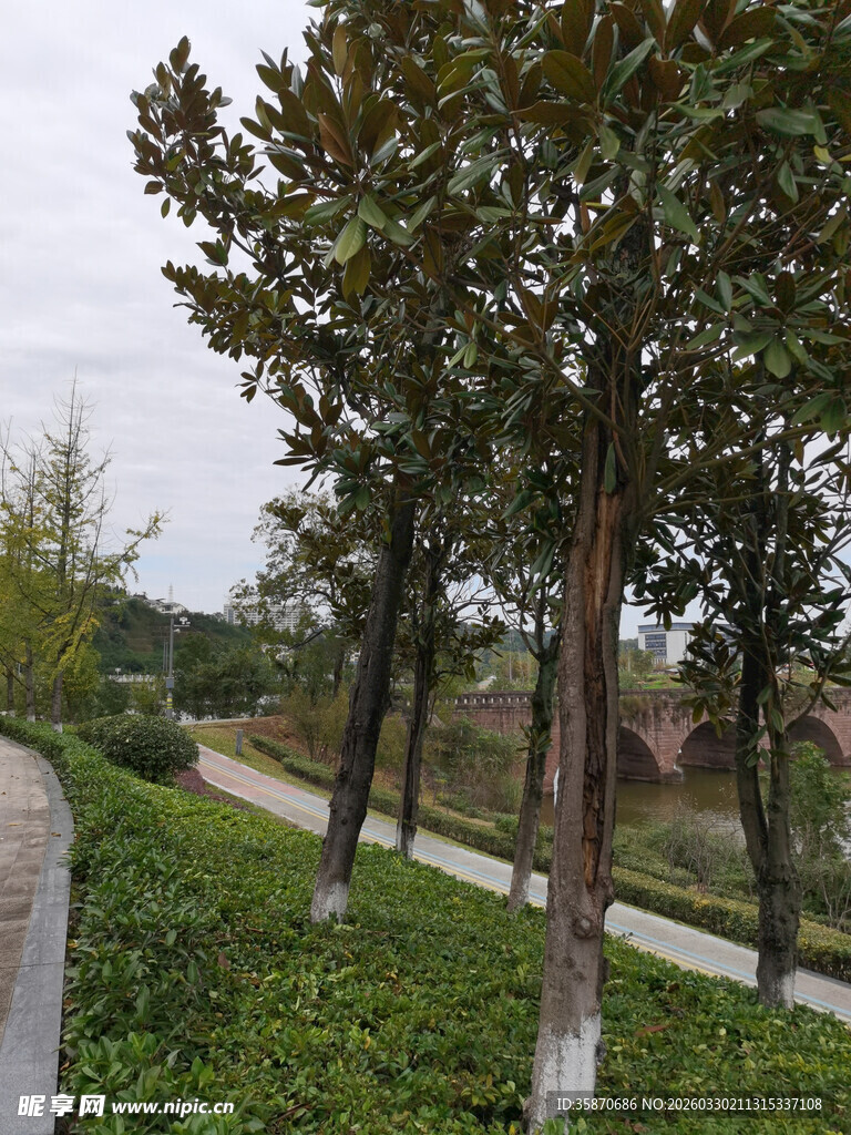 林荫小道旁的葱郁树木