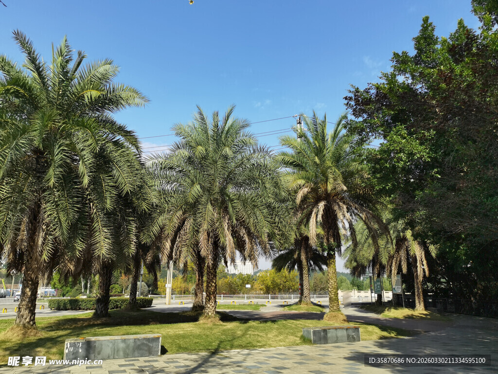 椰树成林的优美户外景致