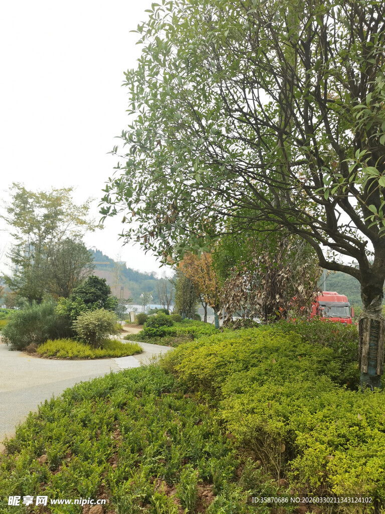 园林景致中的绿植与小径