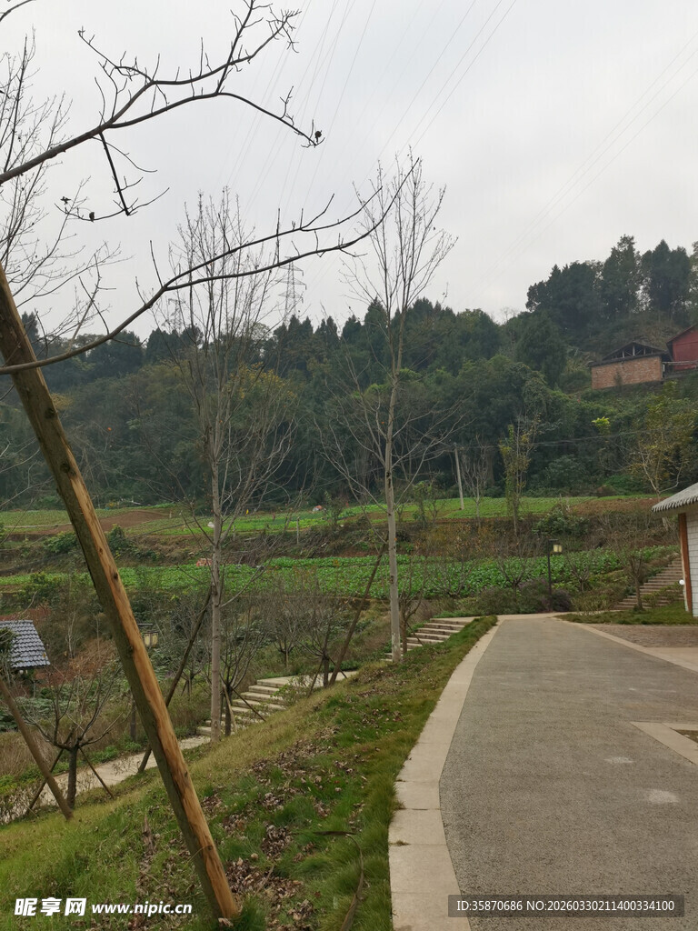 乡村蜿蜒小路旁绿意景致