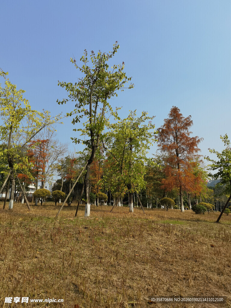 秋日多彩树林风景