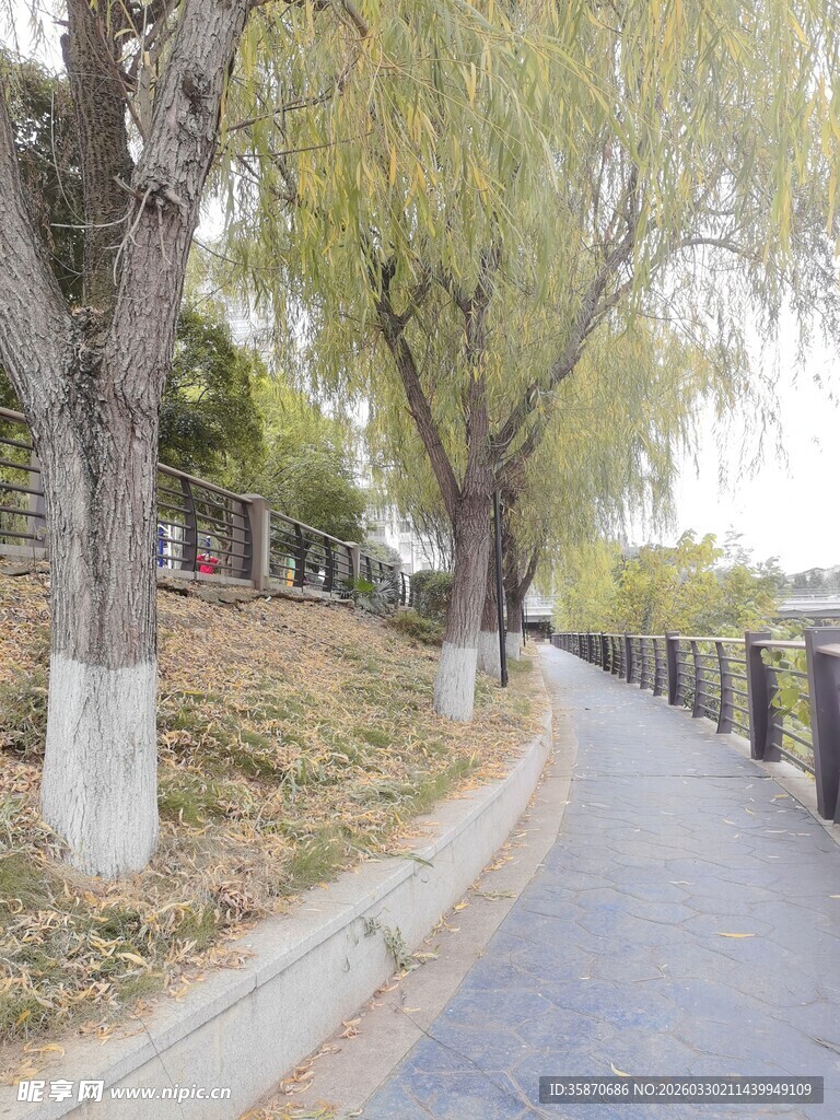 路边垂柳下的宁静小道