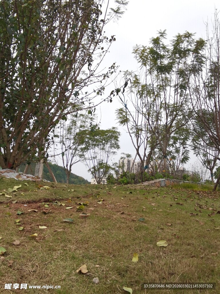 户外自然草地树木风景